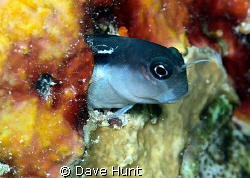 Bicolor blenny, Great Barrier Reef by Dave Hunt 